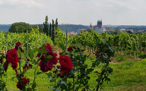 Proschwitzer Weinberg